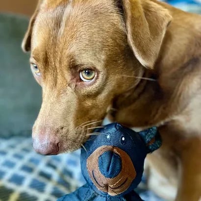 🔥🧸2026 New Bear Toys for strong chewers