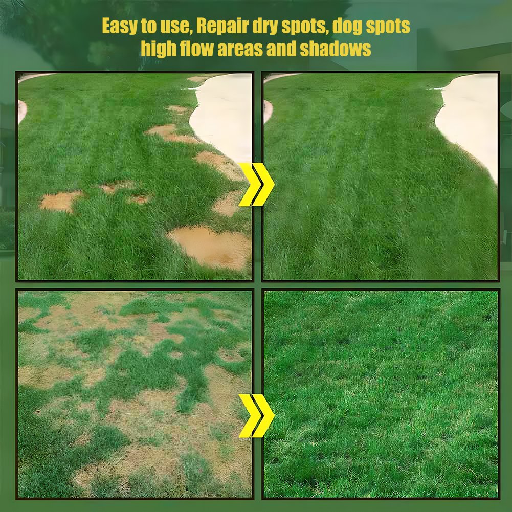 🌱 2026 Four Seasons Evergreen Grass Seed | Durable, Vibrant Green All Year
