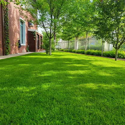 🌱 2026 Four Seasons Evergreen Grass Seed | Durable, Vibrant Green All Year